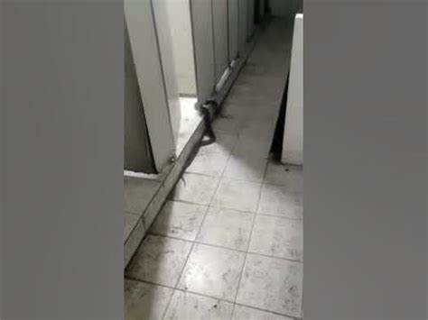 男廁所有一條蛇 在科學大門前